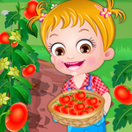 Baby Hazel Tomato Farming